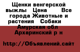 Щенки венгерской выжлы › Цена ­ 1 - Все города Животные и растения » Собаки   . Амурская обл.,Архаринский р-н